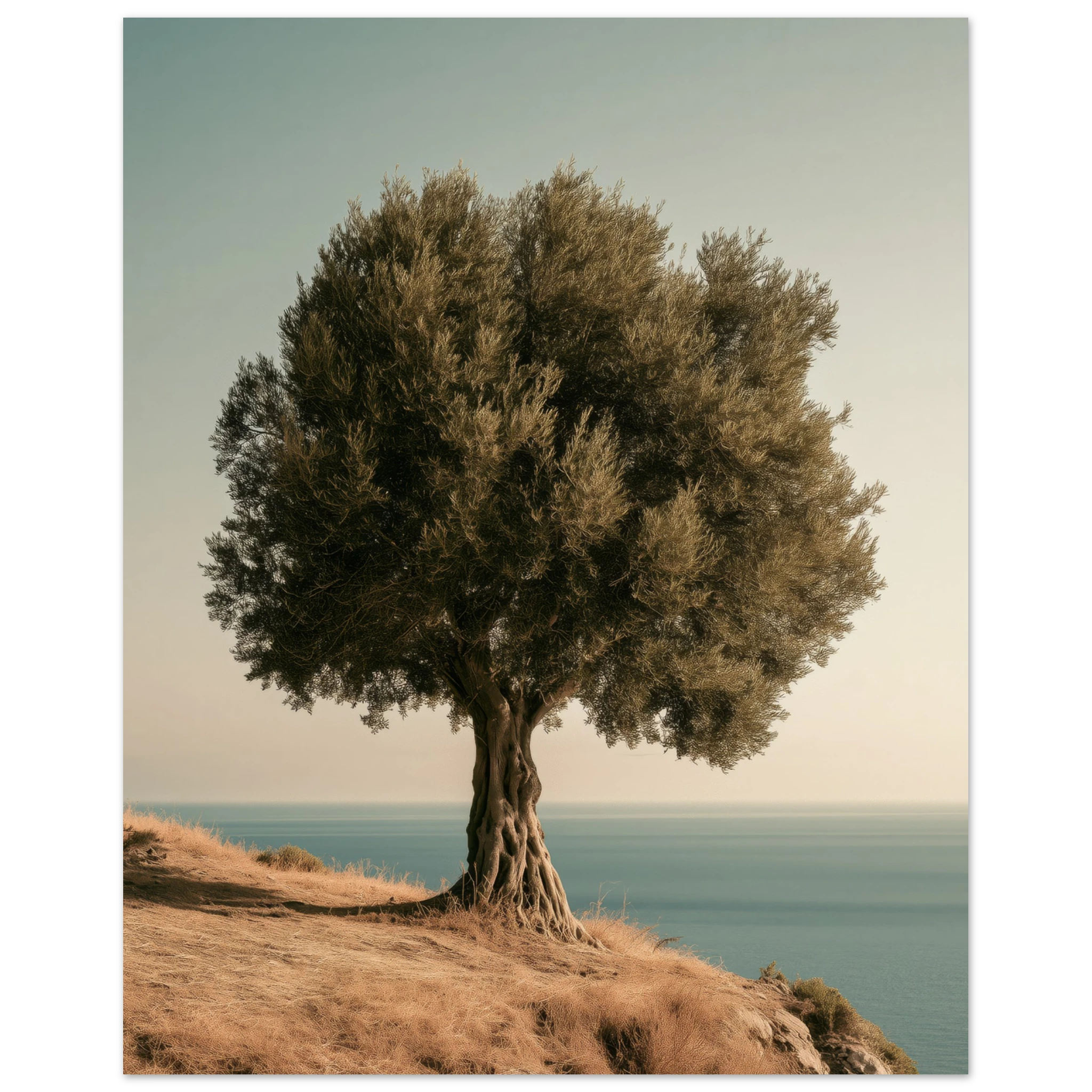 Ancient Olive Tree — Wall Art Print — Matte Art Print Living Room