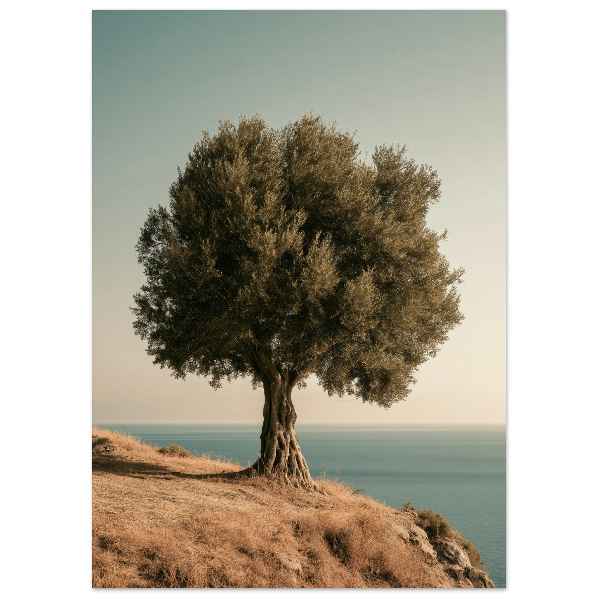Ancient Olive Tree — Wall Art Print — Matte Art Print Room Mockup