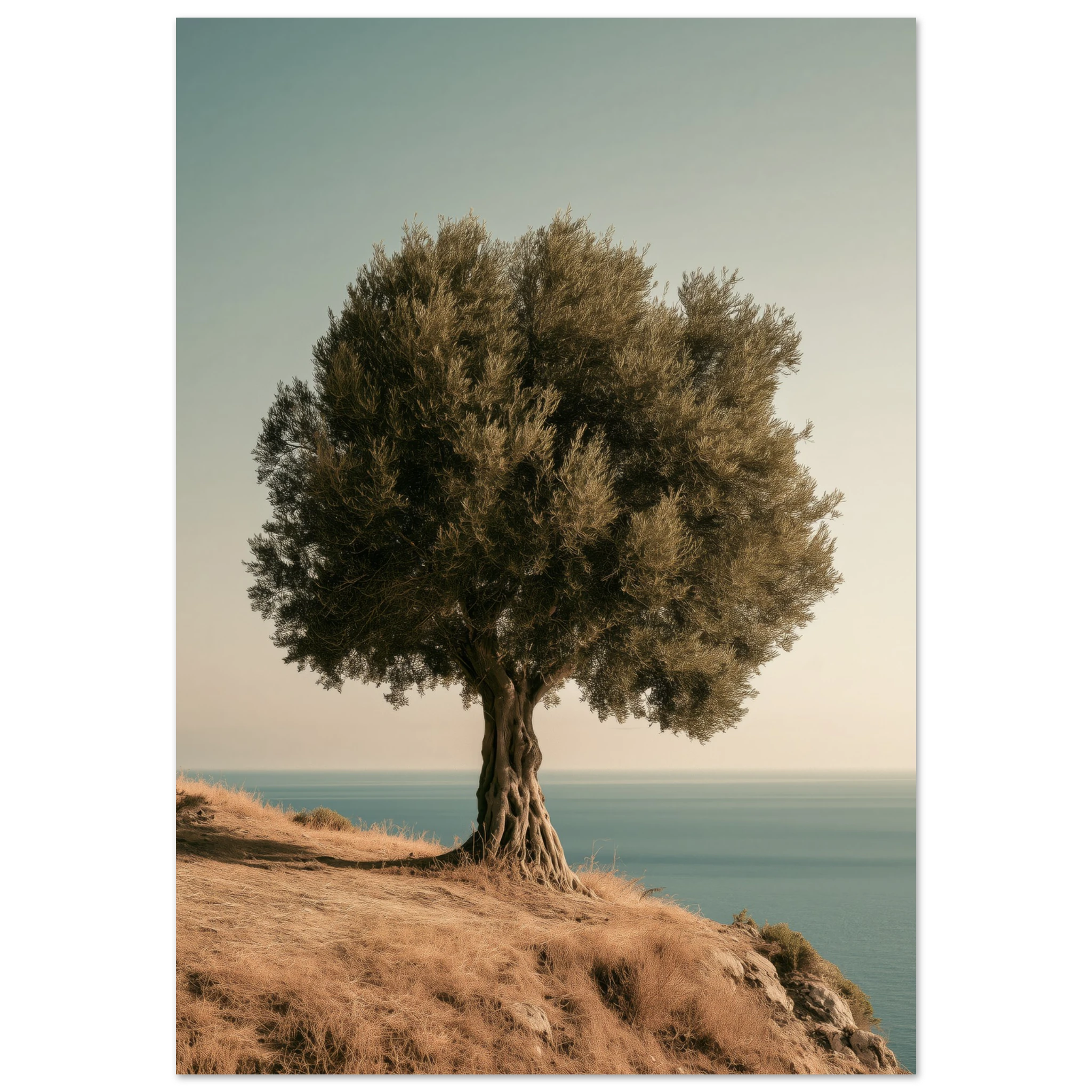 Ancient Olive Tree — Wall Art Print — Matte Art Print Detail 5