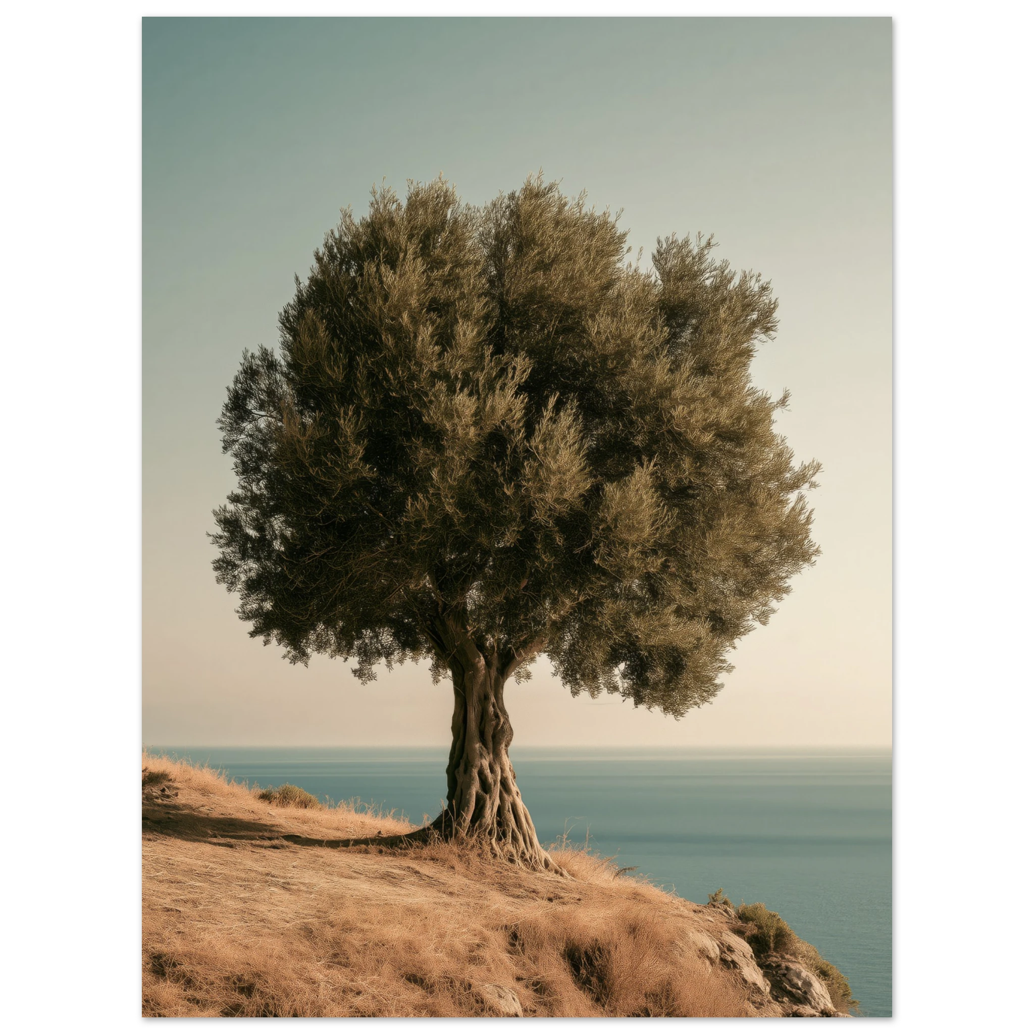Ancient Olive Tree — Wall Art Print — Matte Art Print Artwork