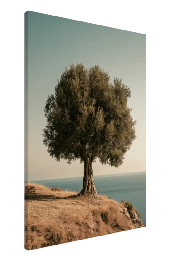 Ancient Olive Tree — Canvas Print