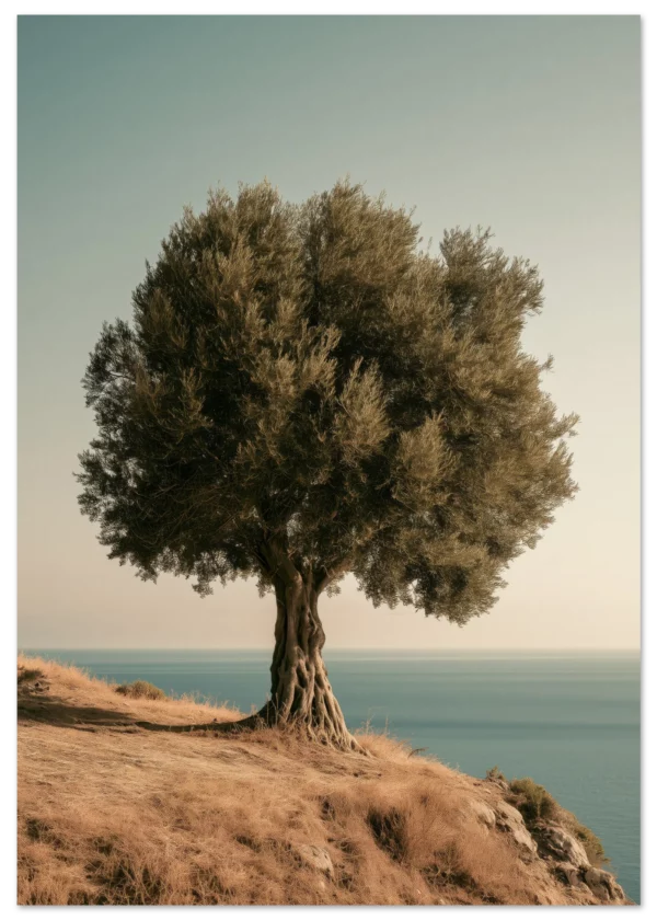 Ancient Olive Tree — Matte Art Print