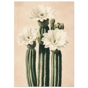 Fleur de cactus blanche — Reproduction d'art mate